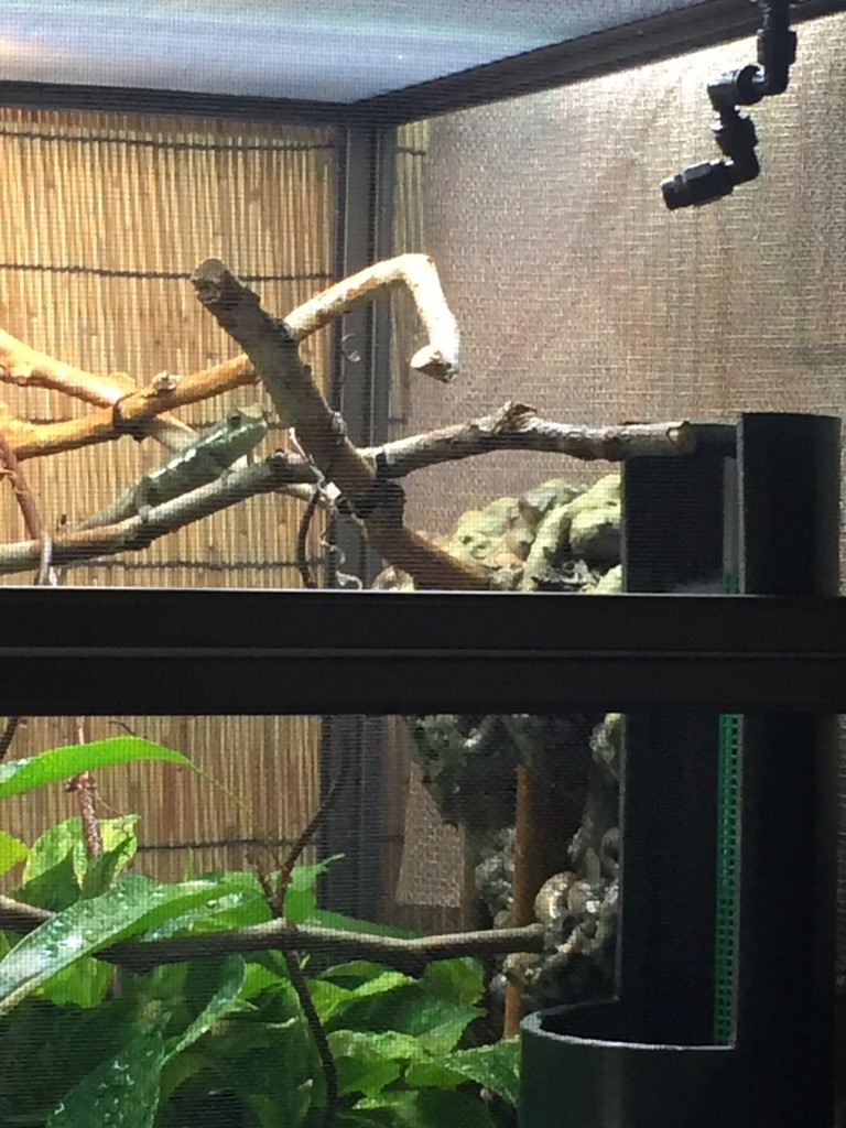 Panther Chameleon at food bowl