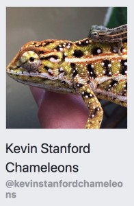 Kevin Stanford Chameleons