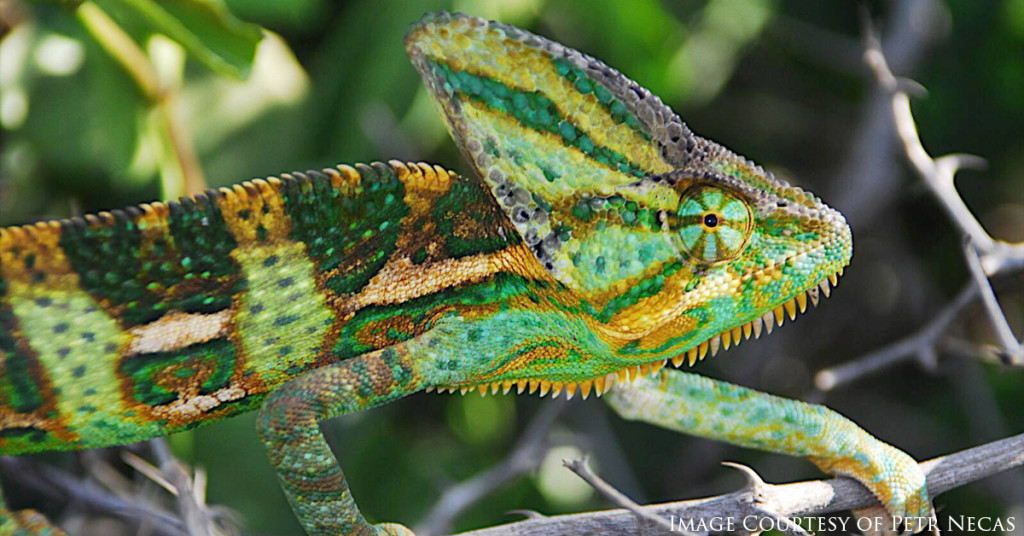 Veiled Chameleon, Chameleon calyptratus