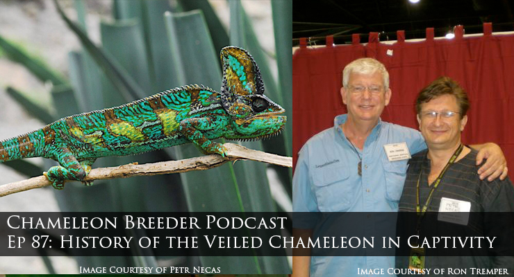 The veiled Chameleon in captivity