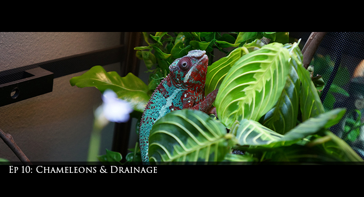 chameleons and drainage