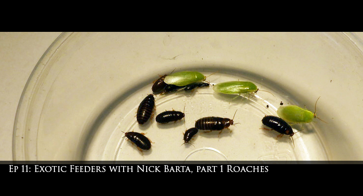 Roaches