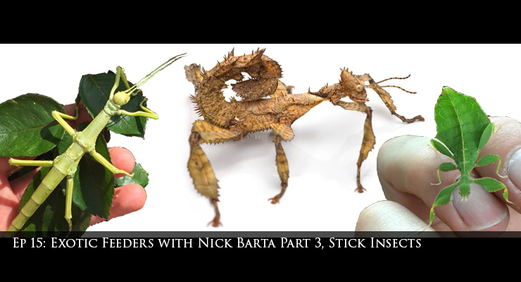 stick insects