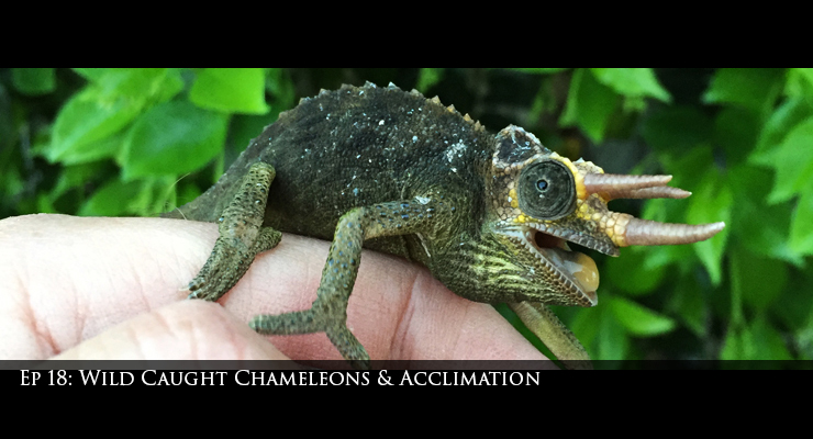 Mt. Meru jacksons chameleon