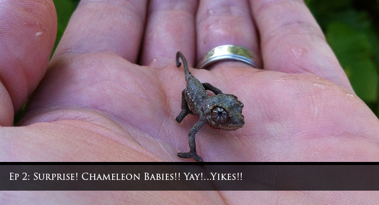 Surprise Baby Chameleons