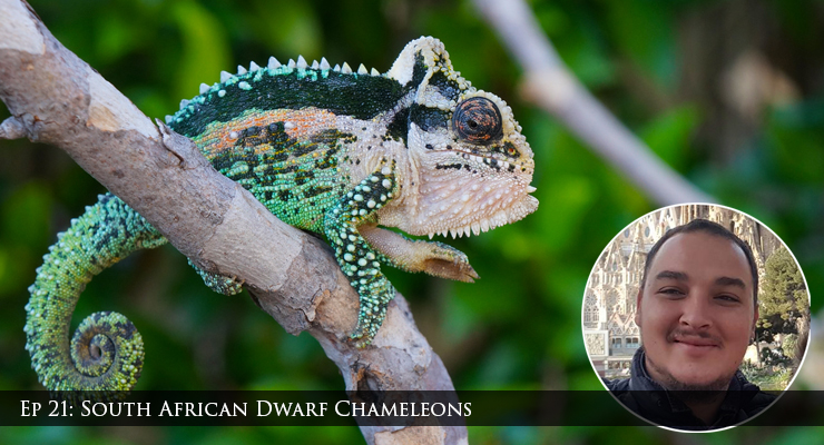 Bradypodion chameleons