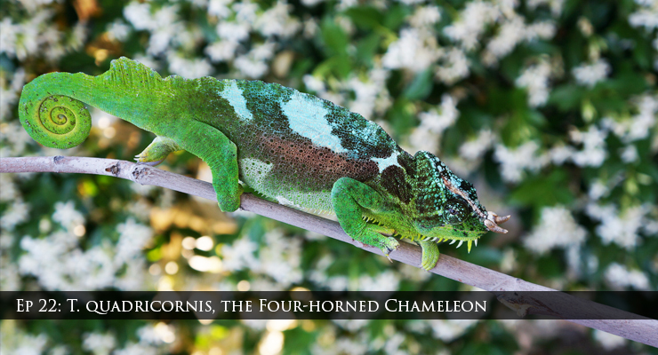 quadricornis chameleons