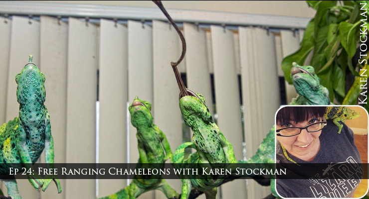 free range chameleons