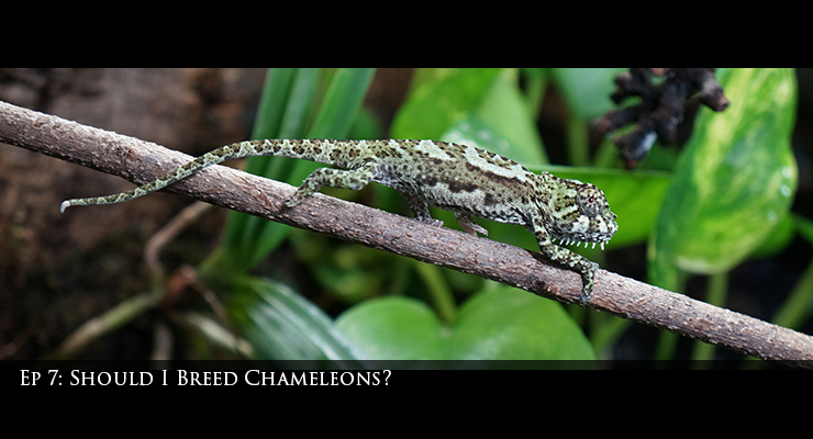 Baby Chameleon