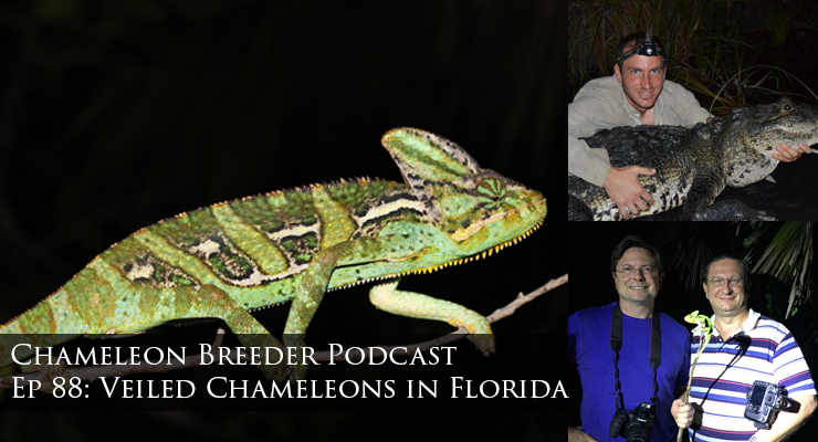 Veiled Chameleons in Florida