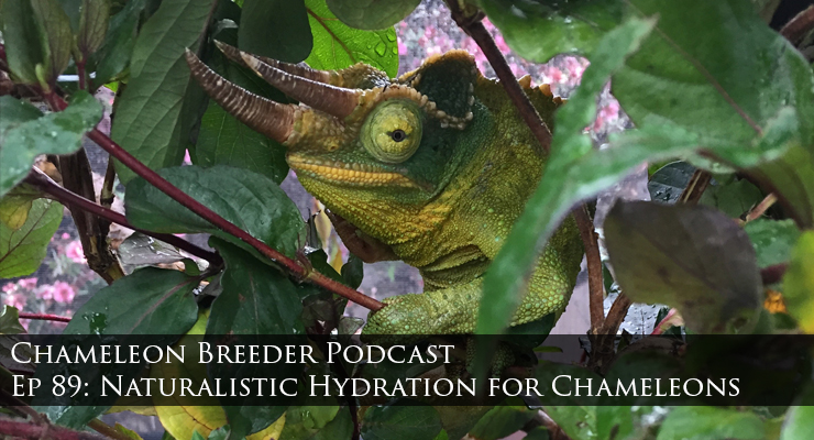 naturalistic hydration for chameleons