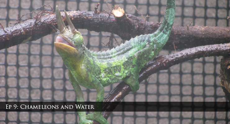 jacksons chameleon drinking