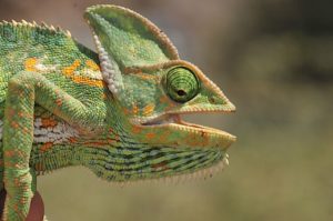 Female Veiled Chameleon in Yemen by Martin Wensche