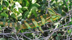 Male Veiled Chameleon in Yemen by Petr Necas