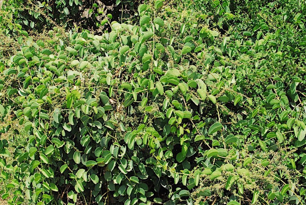 dense vegetation in Yemen