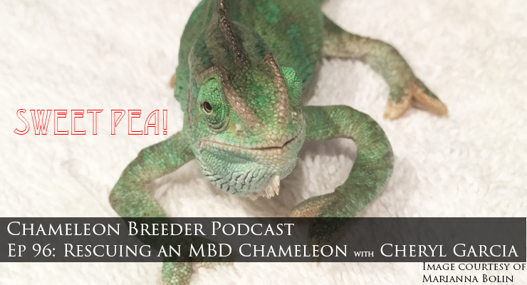 Veiled Chameleon with MBD