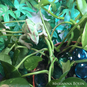 Sweet Pea- a Veiled chameleon with MBD