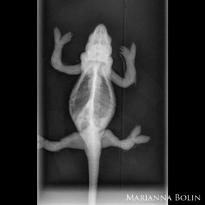 X-Ray of Sweet Pea - a Veiled Chameleon with MBD