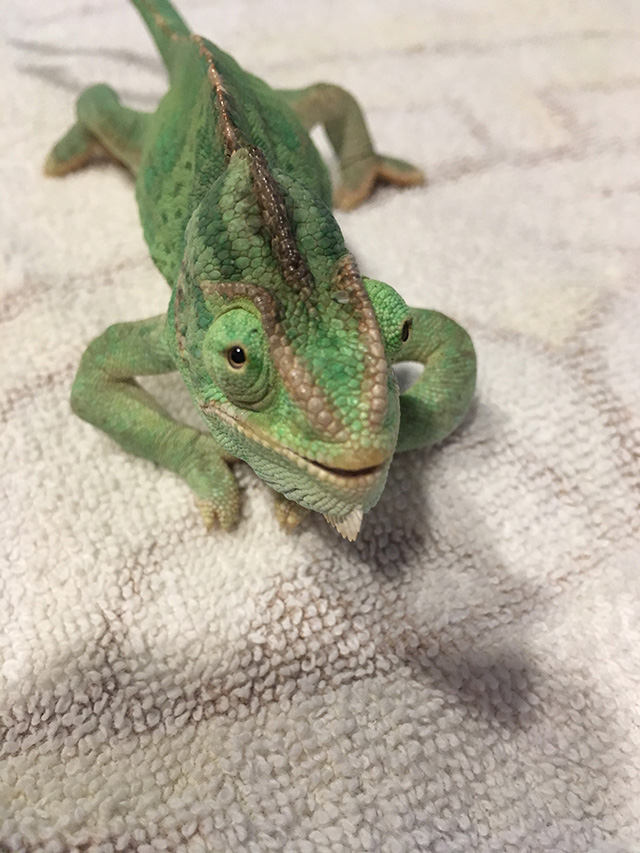 MBD Veiled Chameleon