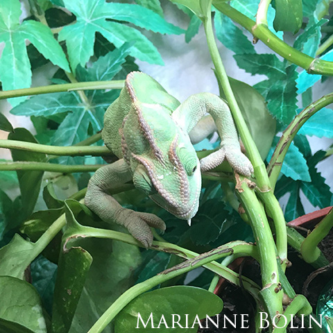 Veiled Chameleon with MBD