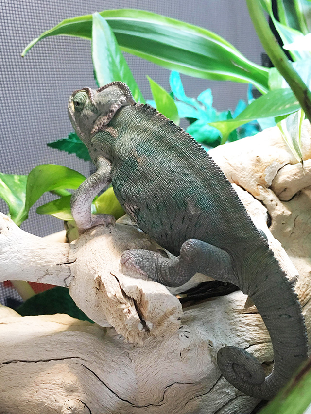 Pascal-Veiled Chameleon – The Reptarium