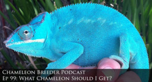 Panther Chameleon Header