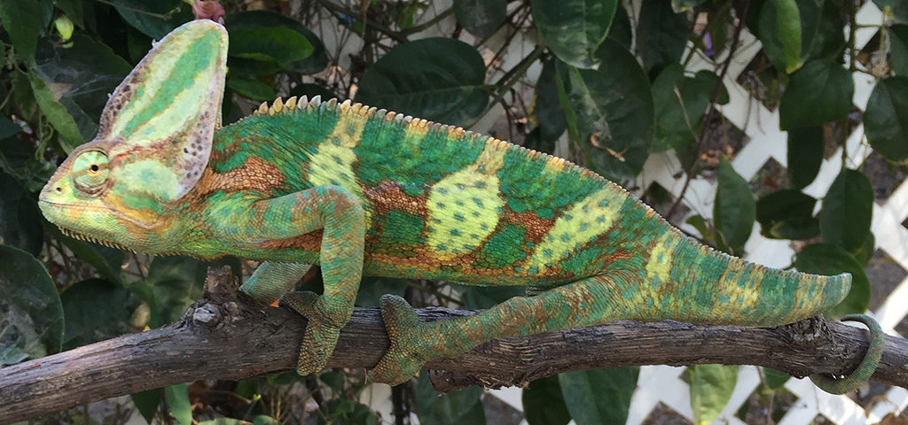 Veiled Chameleon