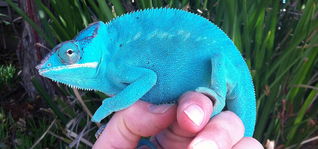 Panther Chameleon