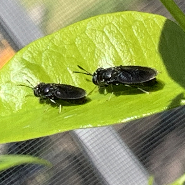 Black Soldier Fly