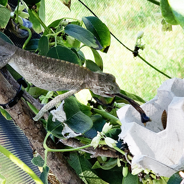 BSF feeding dish 600x600 Chameleon eating BSF