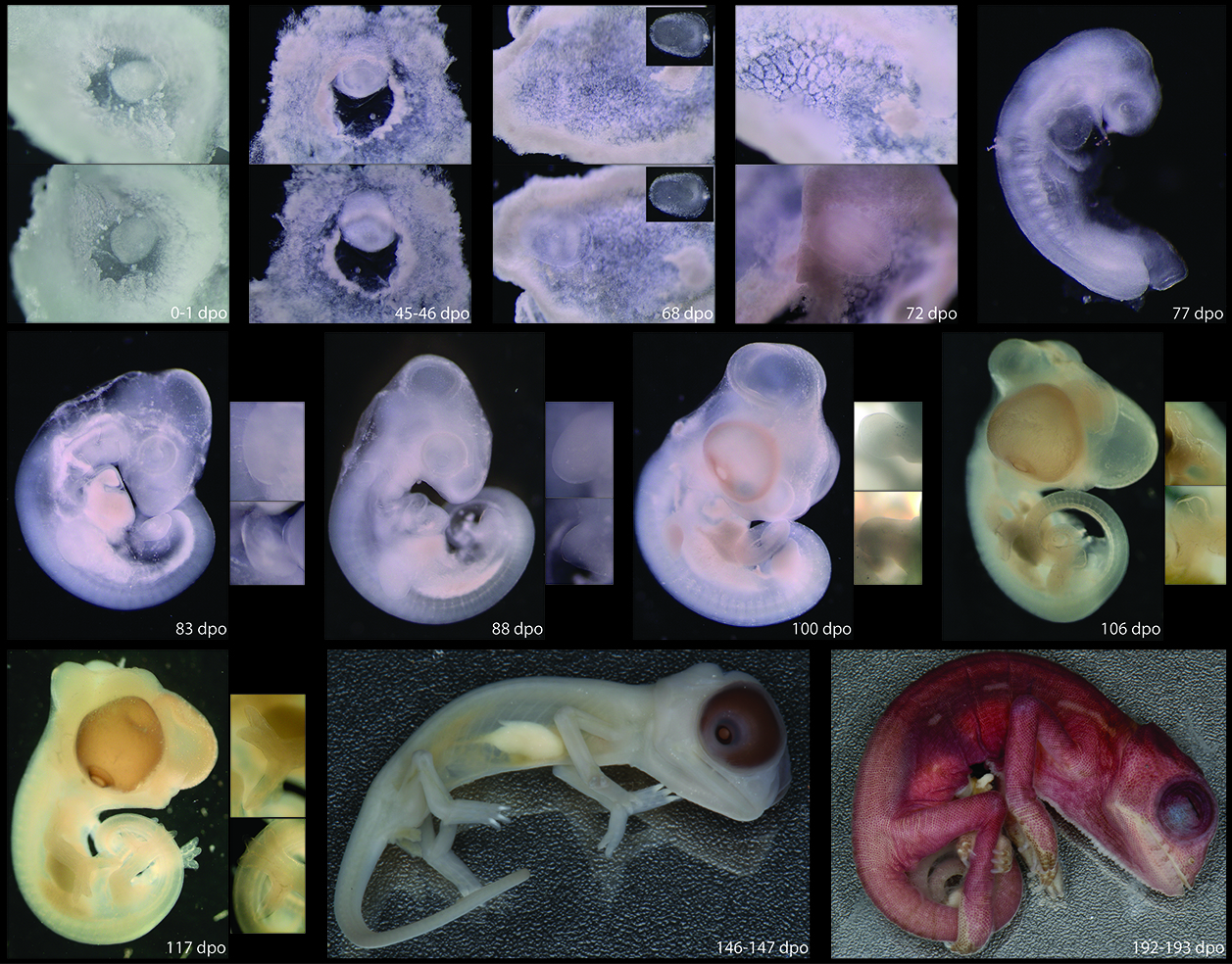 Veiled Chameleon embryonic development