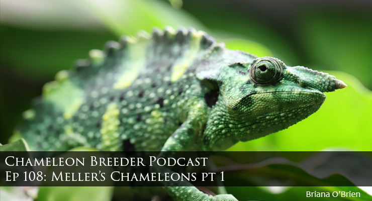 Meller's Chameleon