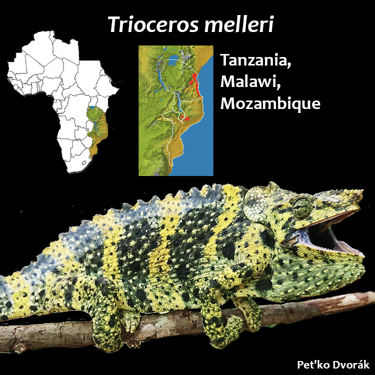 Trioceros melleri range map