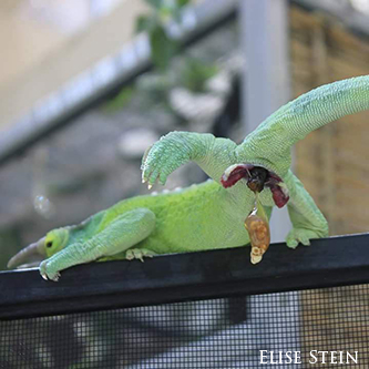 jacksons chameleon hemipenes