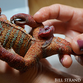 Panther Chameleon with hemipenes prolapse