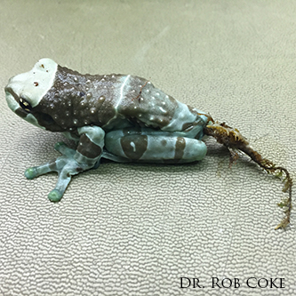 frog prolapse