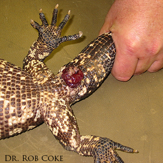 prolapse lizard lizard prolapse