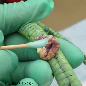 prolapse snake snake prolapse