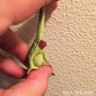 thamnobates prolapse bradypodion thamnobates prolapse