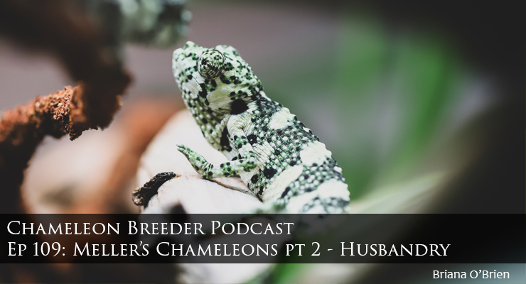Ep 109 Profile Image baby meller's chameleon