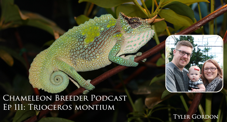 Trioceros montium, the Mountain Chameleon