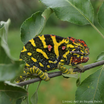 Furcifer minor female 1