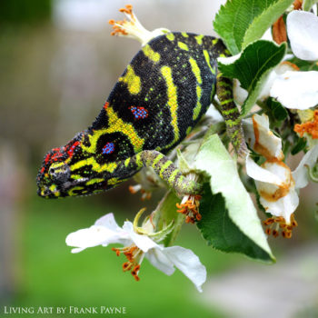 Furcifer minor female