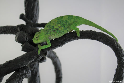 Female Trioceros montium Mountain Chameleon