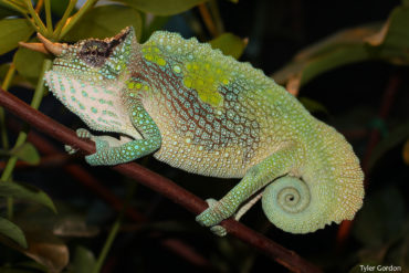 male trioceros montium Mountain Chameleon