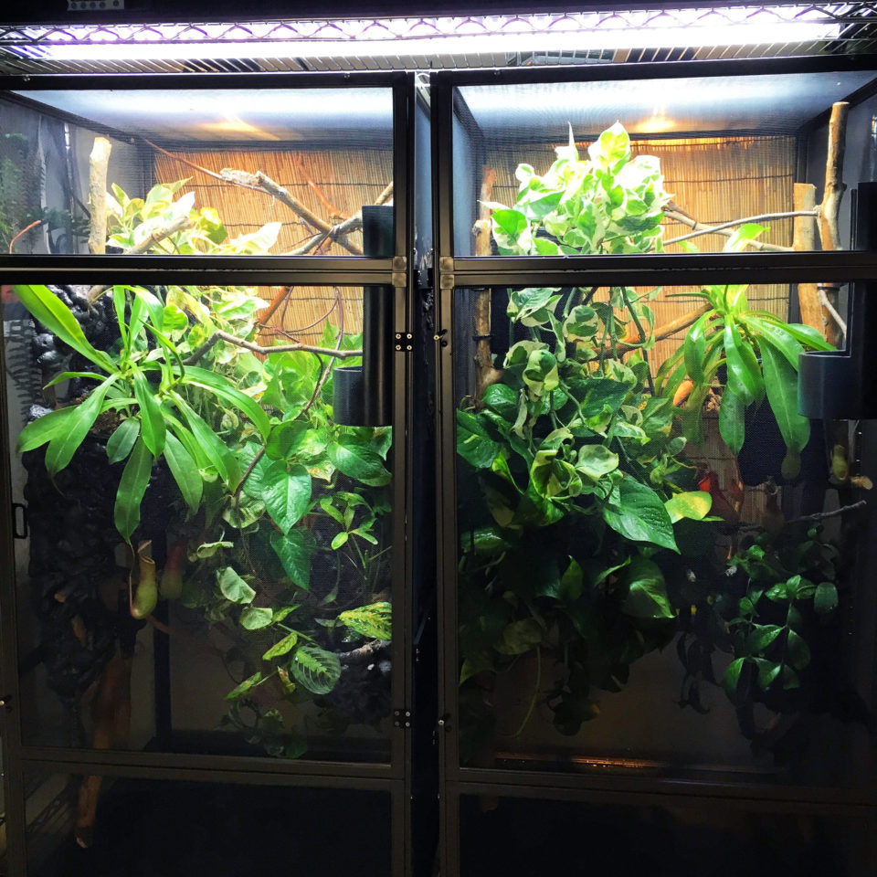 Properly set up Chameleon Cages