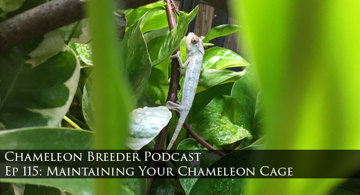 Maintaining Your Chameleon Cage