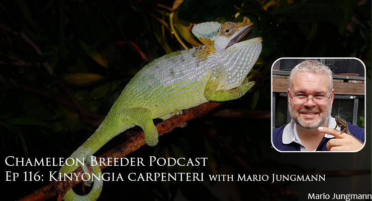 Ep 116 Profile ImageB Kinyongia carpenteri