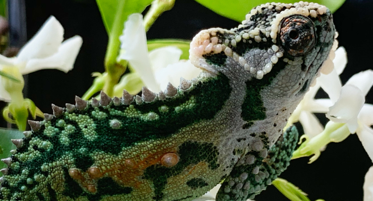 Ep 119 Profile Image Are Chameleons Good Pets?