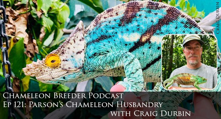 Parson's Chameleon Husbandry